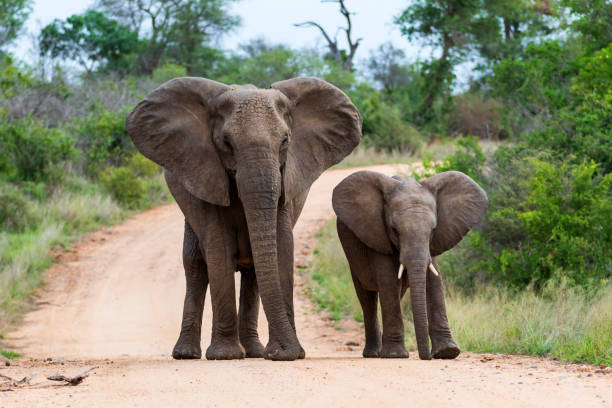 istock Elephant in Kruger National Park 1196164547