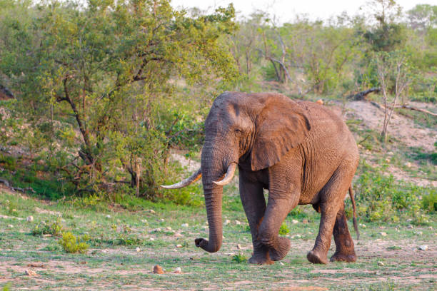 istock Elephant bull in Kruger National Park 1196164618