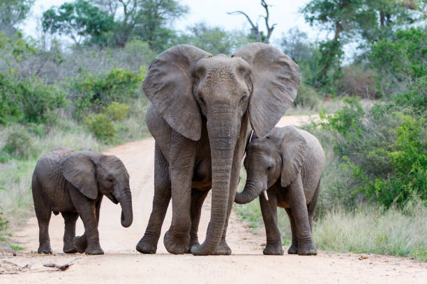 istock Elephant in Kruger National Park 1196164645