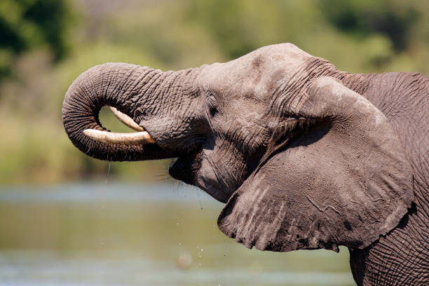 istock Elephant drinking in Kruger National Park 1196164652