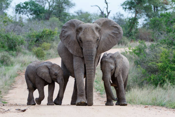 istock Elephant in Kruger National Park 1196164657