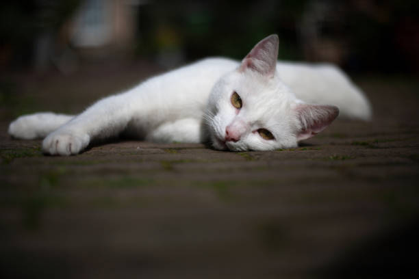 istock White feline cat with yellow eyes resting on pavement 1196164815