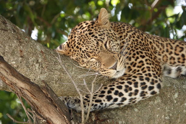 istock Leopard in Maasi Mara 1196164931