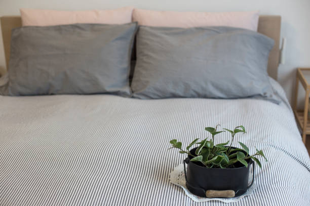 istock pillows on bed with plant 1196165760