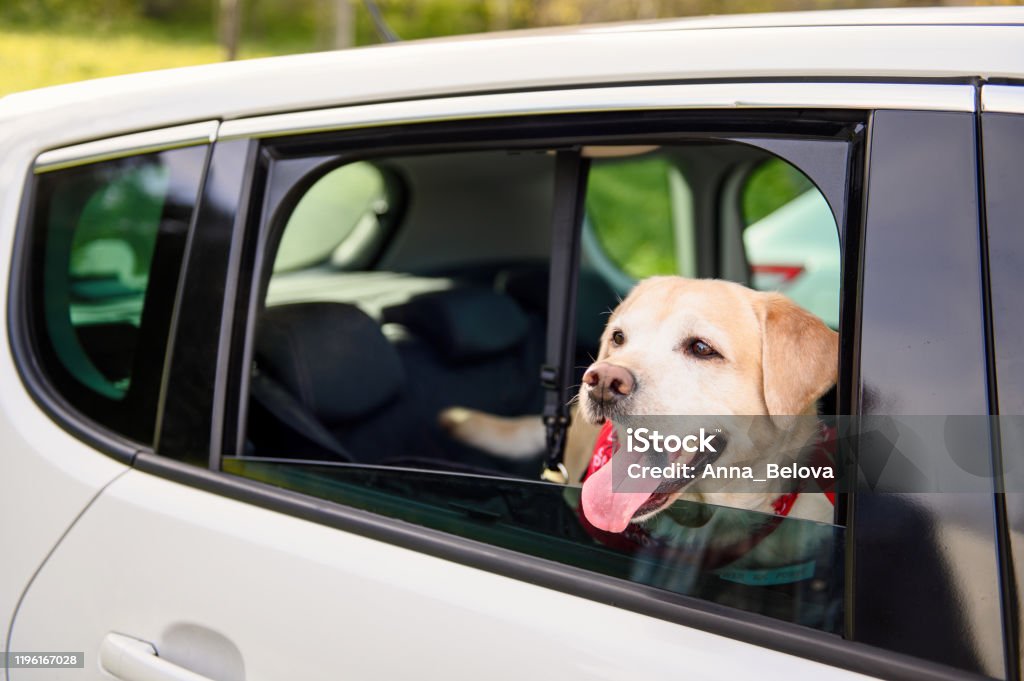 "A friendly taxi driver smiling as a happy dog looks out the window of a pet-friendly taxi. The interior is clean and comfortable, ensuring a pleasant ride for both the pet and its owner."