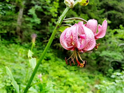 A Turk's cap lily - (lilium martagon) wild flower seen in the swiss alps. The image was captured in the canton of glarus during summer season.