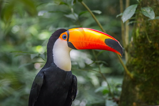 Close uo picture of Toucano-toco eye on the branch