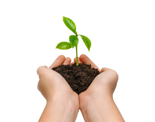 manos sosteniendo planta verde joven aislada sobre fondo blanco - growth plant human hand tree fotografías e imágenes de stock