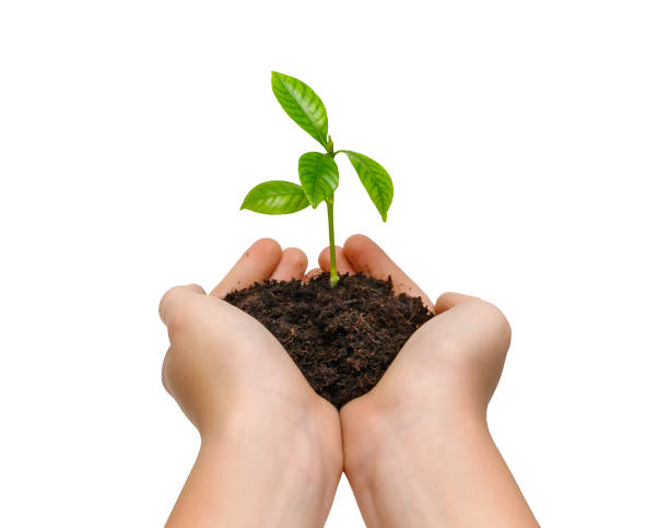 흰색 배경에 고립 된 젊은 녹색 식물을 들고 있는 손 - globe earth human hand environment 뉴스 사진 이미지