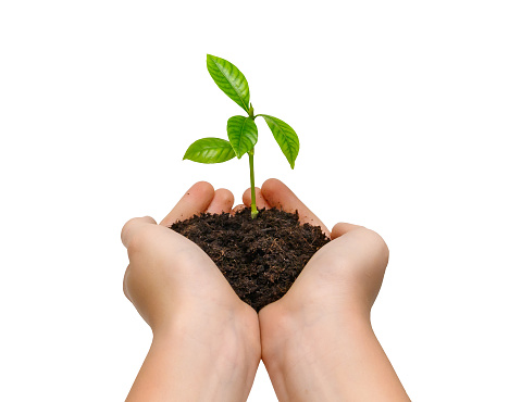 Hands holding young green plant isolated on white background. Enviromental protection concept.