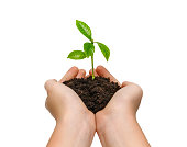 Hands holding young green plant isolated on white background