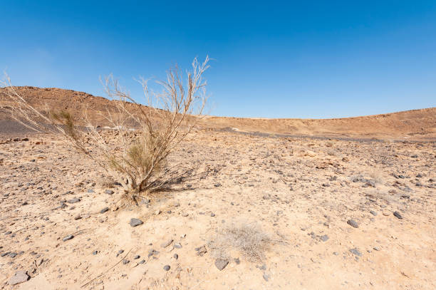 istock Negev Desert in Israel 1196168292
