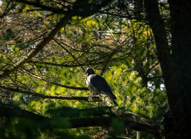 A pigeon sitting on a branch deep in a tree