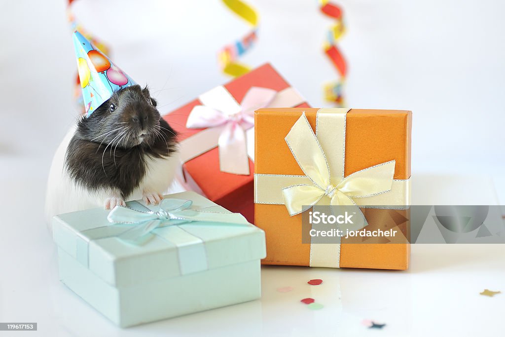 guinea pig and gifts guinea pig and gifts  Birthday Stock Photo