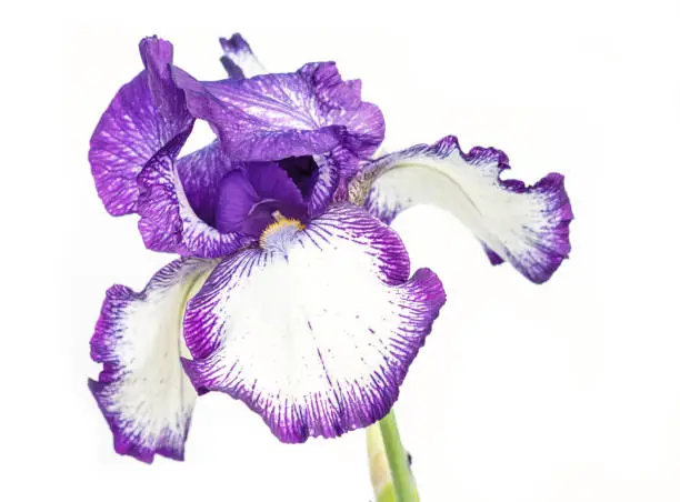 Beautiful multicolored iris flower isolated in white. Close up.