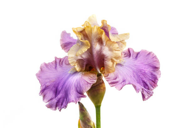 istock Beautiful multicolored iris flower isolated in white. Close up. 1196175549