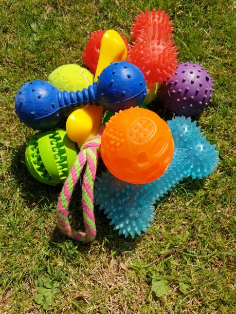 istock Dog toys 1196179218
