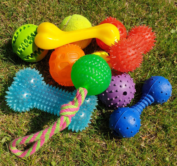istock Dog toys 1196179251