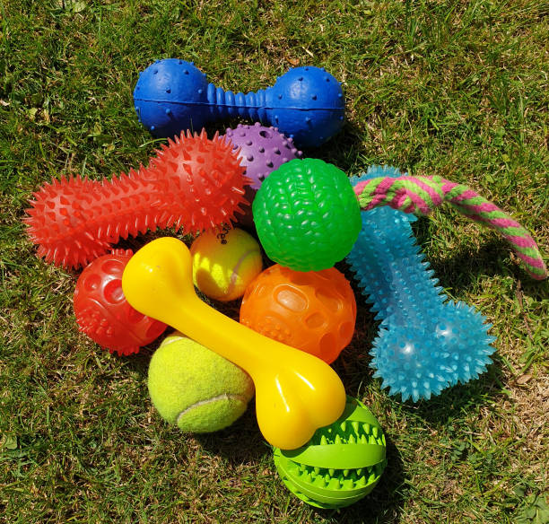 istock Dog toys 1196179258