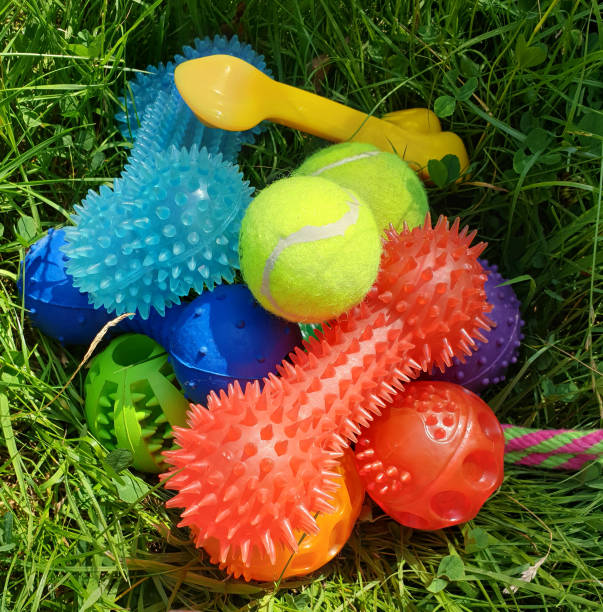 istock Dog toys 1196179264