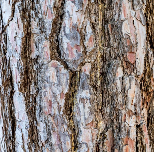 istock Texture of a bark in old pine tree 1196179979