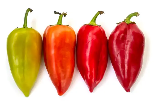 4 sweet bell peppers isolated on white background. Peppers are located in row from green at left to the ripest red at right.