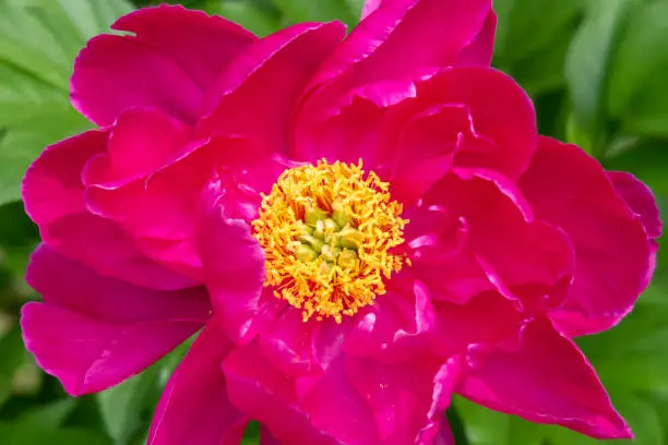 Pink peony flower blooming. Natural environment. Closeup. Macro image for background.