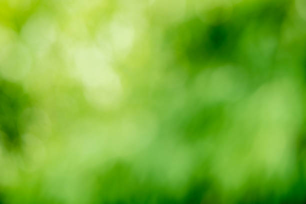 istock green nature background abstract bokeh blurred and defocused effect 1196184027