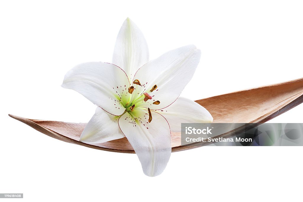 Lily flower en una hoja de coco aislado sobre blanco - Foto de stock de Amarillo - Color libre de derechos