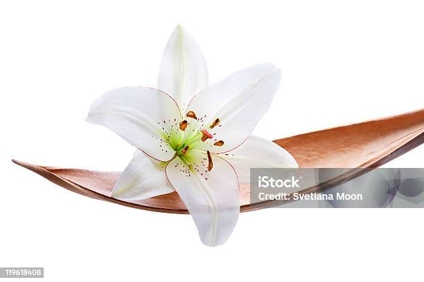 Lily Flower En Una Hoja De Coco Aislado Sobre Blanco Foto de stock y más banco de imágenes de Amarillo - Color