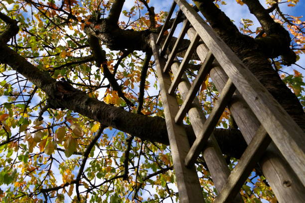 istock Fruit tree with autumnal canopy and leaned wooden ladder 1196185962