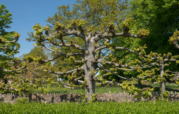 istock Common Lime or Common Linden Deciduous Tree (Tilia x europaea) in a Natural Rural Landscape with a Bright Blue Sky Background 1196186013