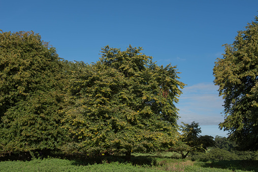 Tilia x europaea is a Hybrid Tree of Tilia cordite and Tilia platyphyllos