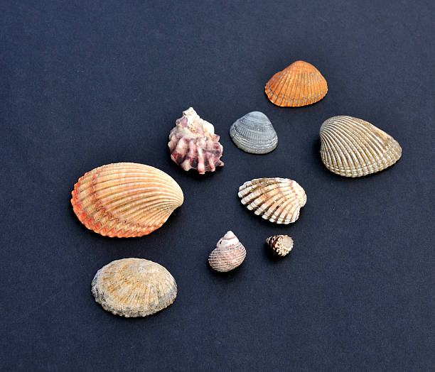 Assorted sea shells on dark background stock photo