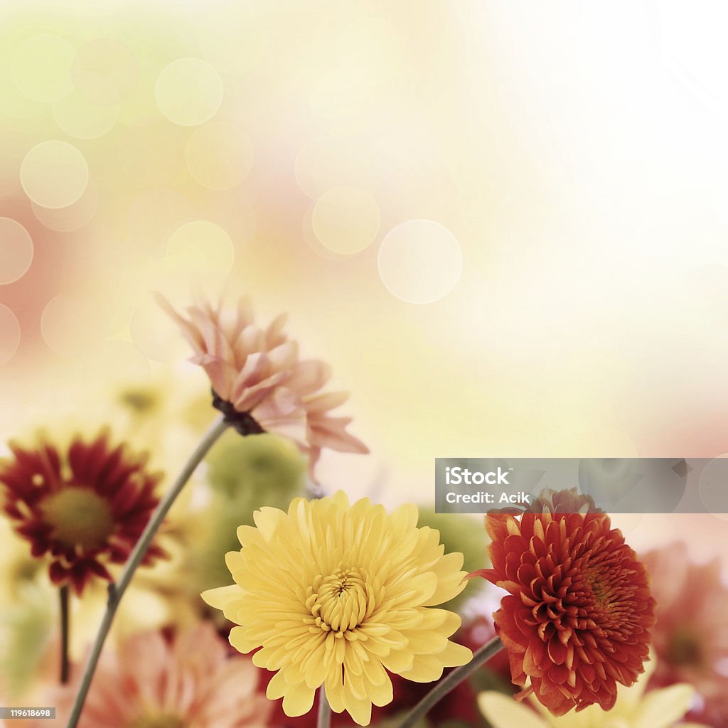 Colorful mums flowers on warm bokeh background  Autumn Stock Photo