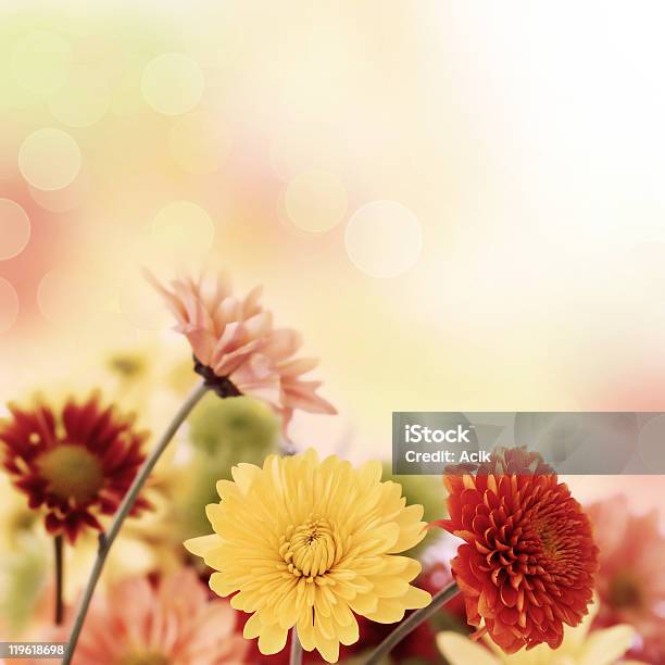 Colorful Mums Flowers On Warm Bokeh Background Stock Photo - Download Image Now - Autumn, Beauty In Nature, Blossom