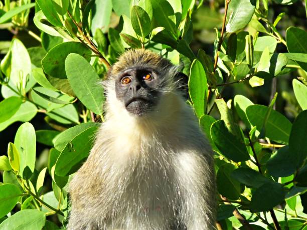 istock African Vervet Monkey (Chlorocebus pygerythrus) looking up to the sky - front view 1196187007