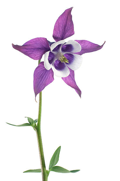 columbine  columbine stock pictures, royalty-free photos & images