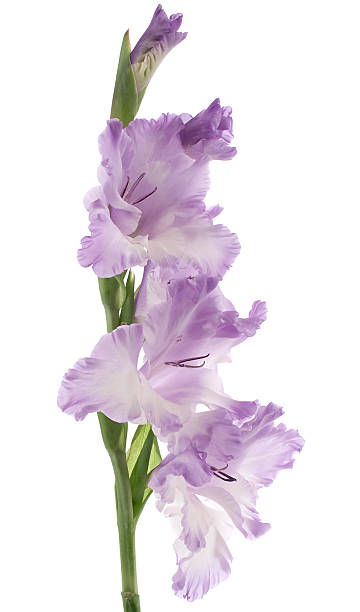 gladiolo - gladiolus single flower isolated white fotografías e imágenes de stock
