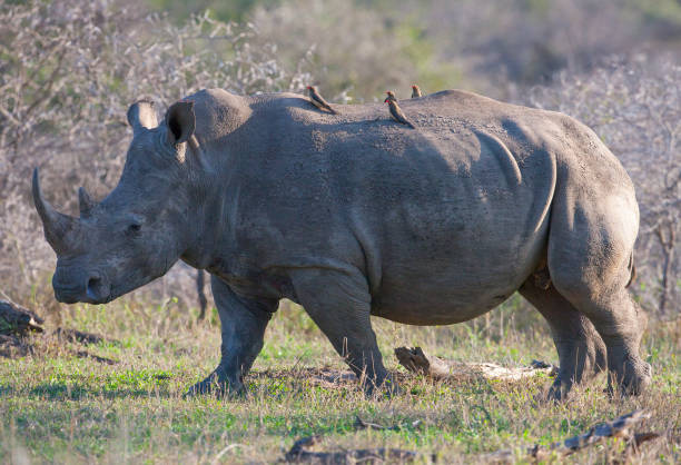 красный счет oxpecker - kruger national park hippopotamus animal mouth animal стоковые фото и изображения