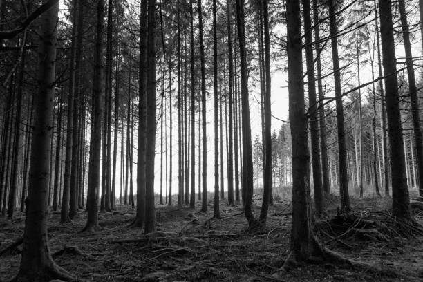 istock pine forest in ardennes with shadows and scatter light 1196189498