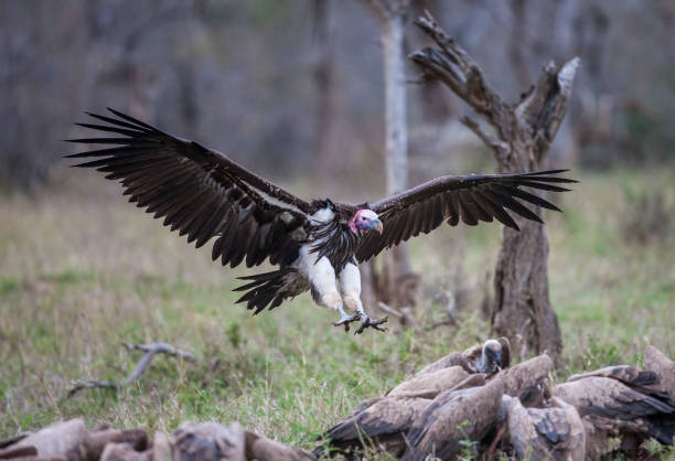Lappet facet vulture.
