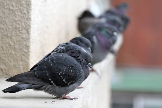 istock Pigeons on a building railing. City birds cuddle. 1196189709