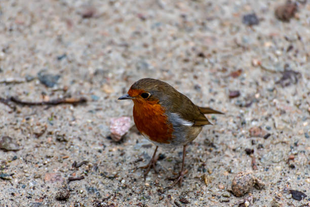 Robin in winter on a footpath