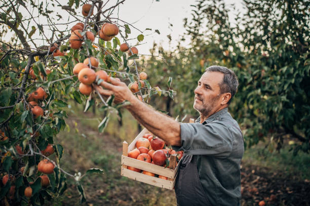 istock Farmer picking up apples in fruit orchard 1196189938