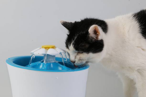istock black and white cat drinks fresh water from an electric drinking fountain 1196190798