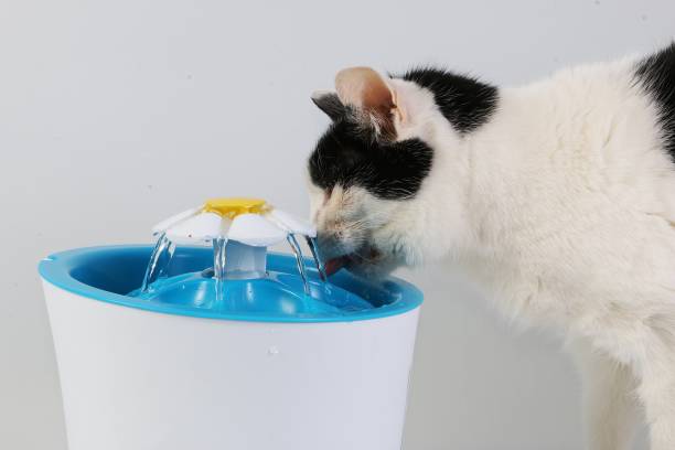 black and white cat drinks fresh water from an electric drinking fountain drinking cat  in the studio bianca stock pictures, royalty-free photos & images