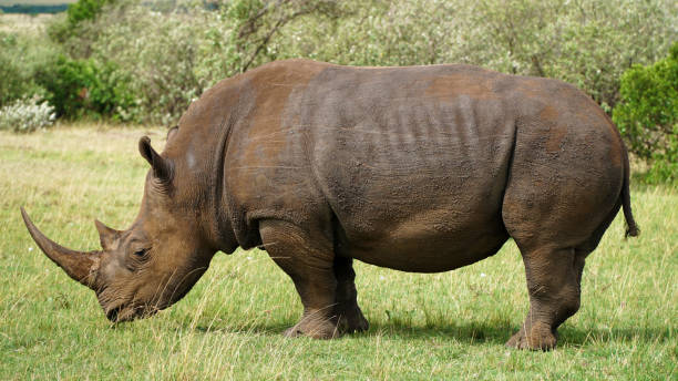 istock A Wild Rhinoceros on Green Grass Land 1196190950