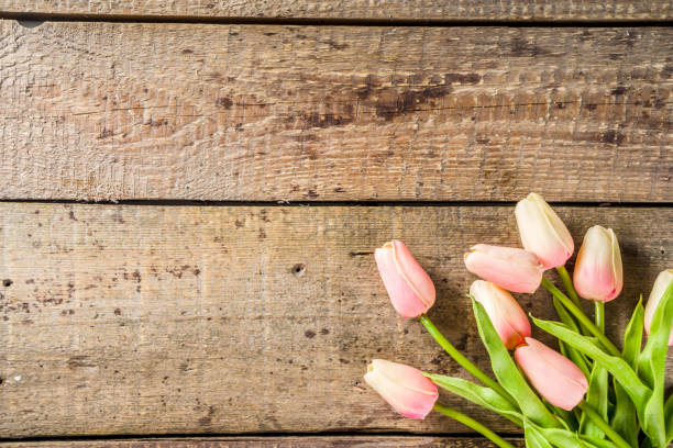 istock Valentine's day background with tender tulip flowers 1196191549