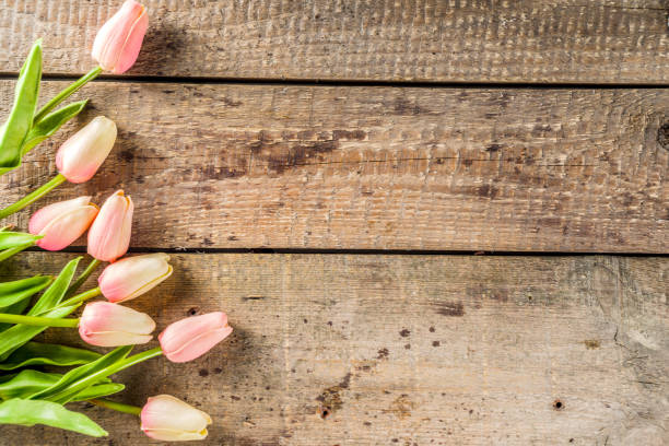istock Valentine's day background with tender tulip flowers 1196191566